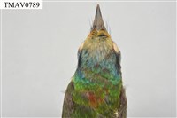 五色鳥藏品圖，第18張
